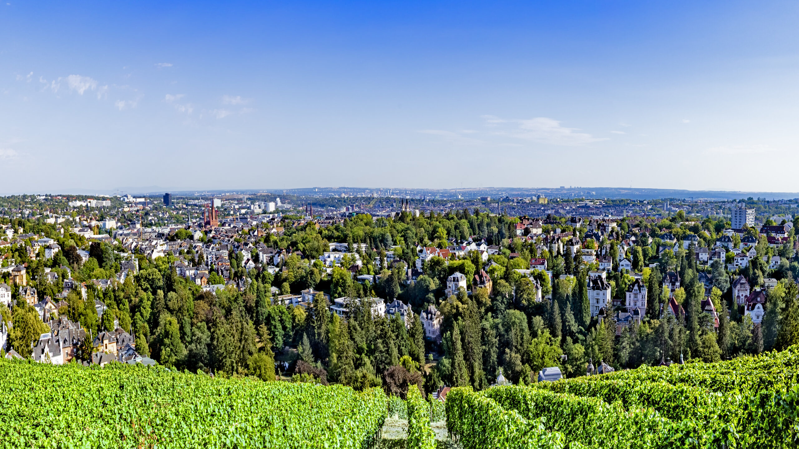 Der Weinberg auf dem Neroberg bietet einen beeindruckenden Blick auf das Stadtpanorama der hessischen Landeshauptstadt Wiesbaden und ist einer der wenigen innerstädtischen Weinberge Deutschlands. In FrankfurtRheinMain gibt es zahlreiche Weinanbaugebiete, darunter der Rheingau und die hessische Bergstraße. Fotonachweis: istockphotos.com / travelview